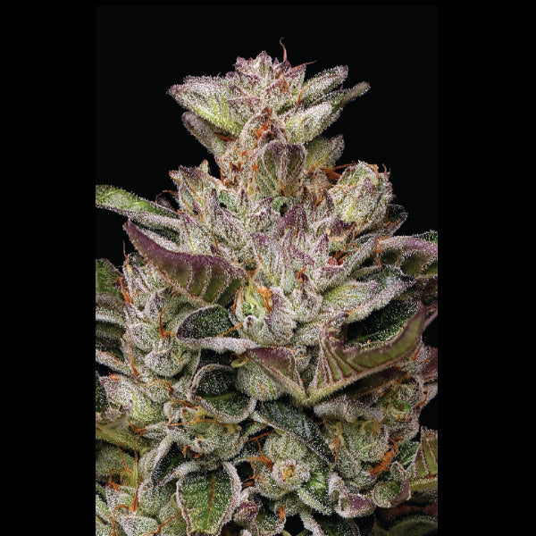 Donutz 3 u. fem Humboldt Seeds Company