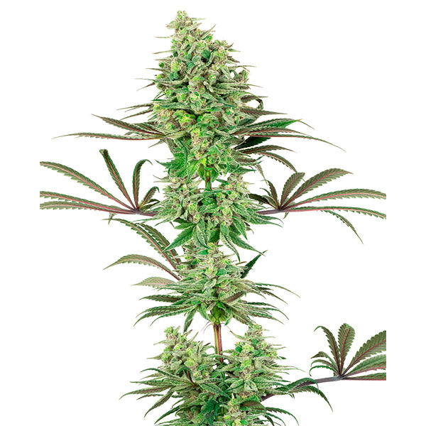 Double Banana Kush 3 u. fem. White Label