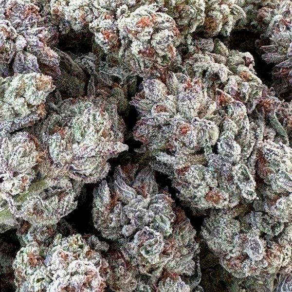 Double Fire Headband 5 ud Humboldt Seed Organization