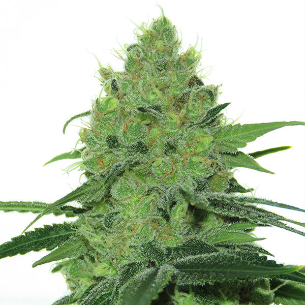 Douce Nuit 5 fem French Touch Seeds