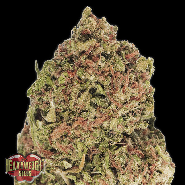 Dream Machine 3 u. fem. Heavyweight Seeds