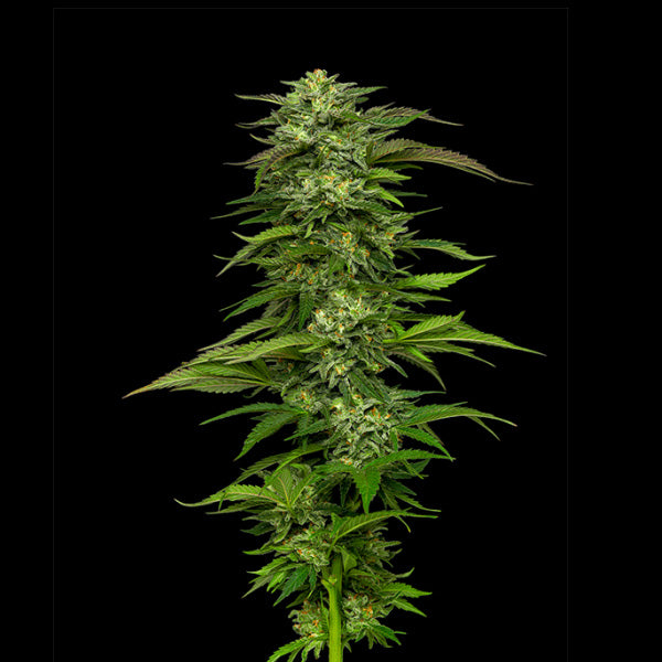 Dream Queen 3 u. fem Humboldt Seeds Company