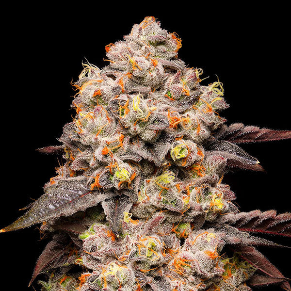 Frutta Secca 6 pz. fem Cookies Seed Bank
