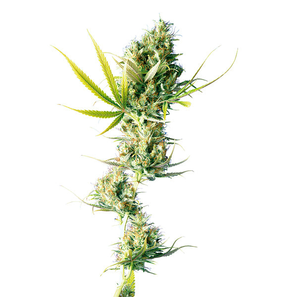 Durban 3 feminized units Sensi Seeds