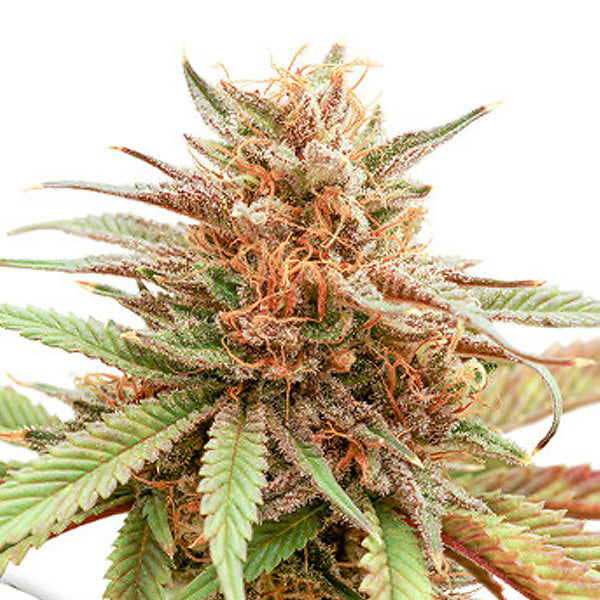 Durban Dew 5 pc. feminized Dutch Passion