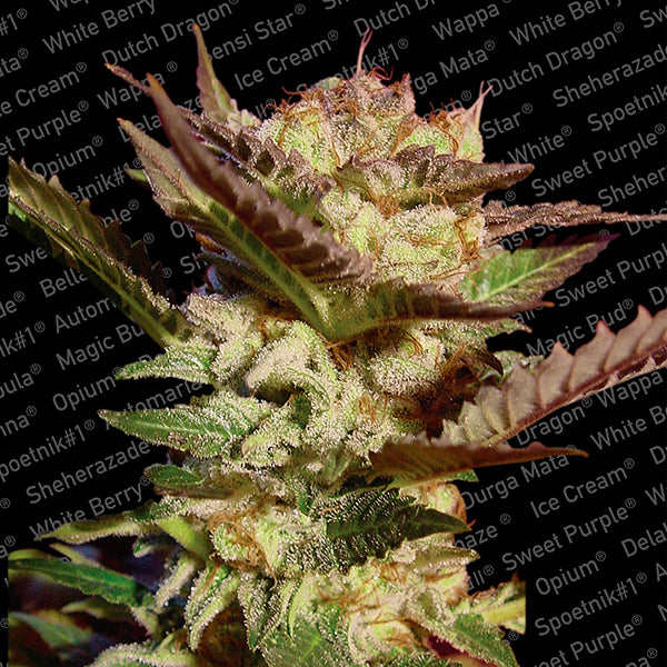 Durga Mata 5 semi femminizzati Paradise Seeds