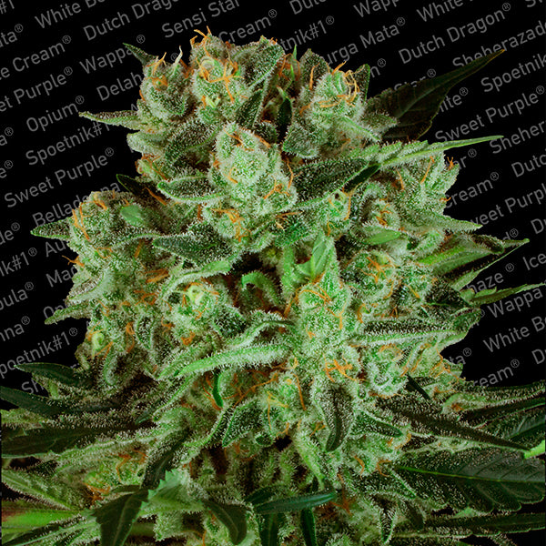 Durga Mata II CBD 5 u. fem. Paradise Seeds