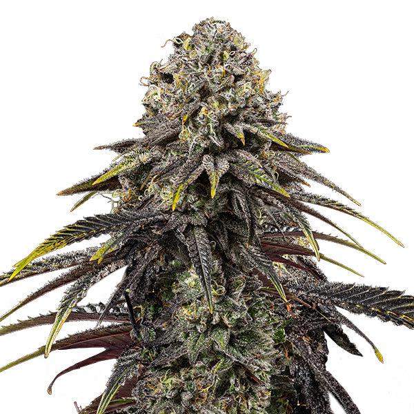 Dynamite Diesel 1 pc. fem. Royal Queen x Tyson 2.0