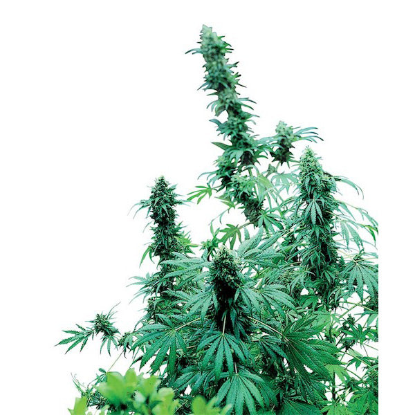 Early Skunk 3 pz. fem. Sensi Seeds