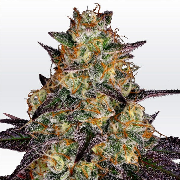 El Dorado OG 3 u. fem. Paradise Seeds