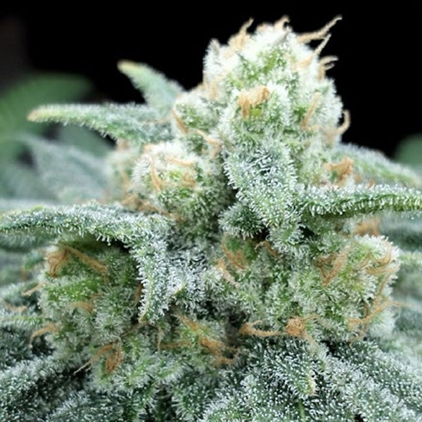 Electric Kooland 5 u. fem One Shot Edition Gratefull Seeds
