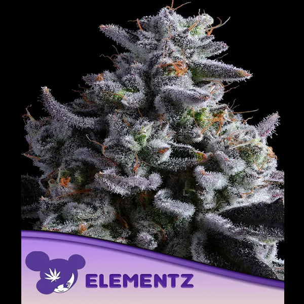Elementz 3 u. fem Anesia