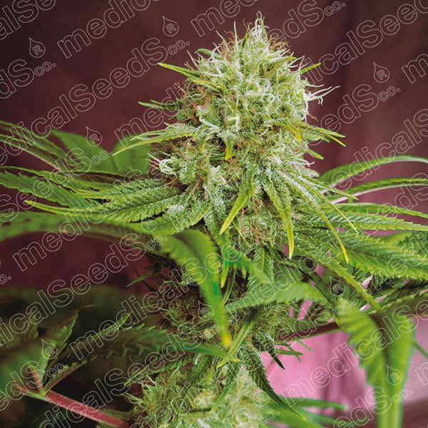 Elixir Vitae CBD 5 pc. fem. Medical Seeds