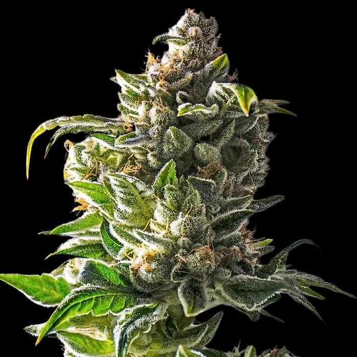 Empire Dragon 3 u. fem Empire Seeds