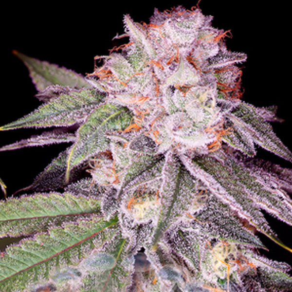 Empress #2 - 4 u. fem Sacred Terps