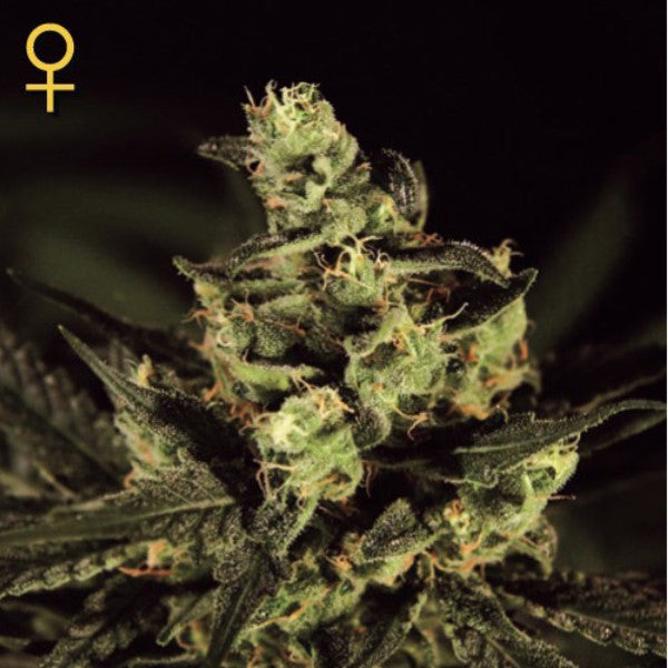 Exodus Cheese 1 u. fem. Green House