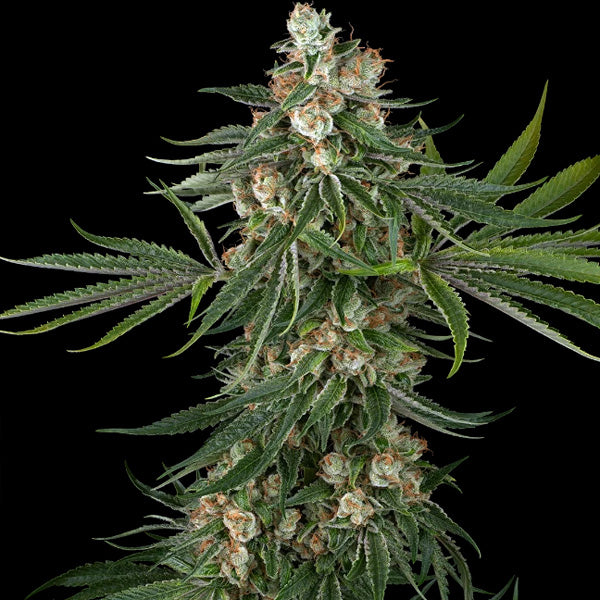 Fallout OG 5 u. fem. White Label