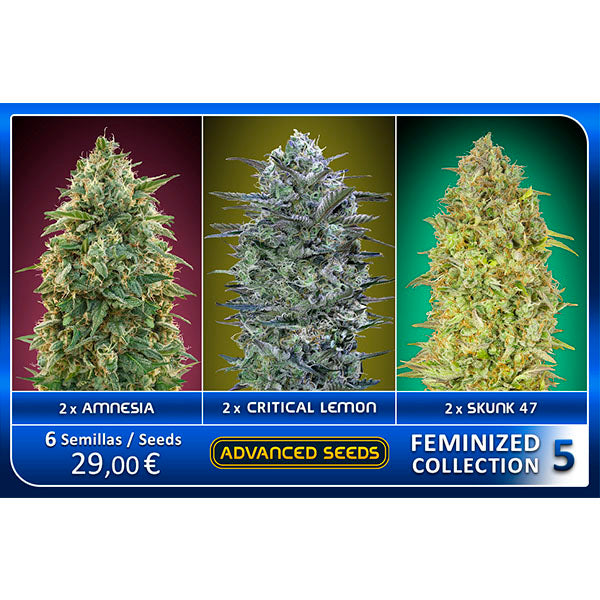 Collezione Femminizzata #5 Advanced Seeds