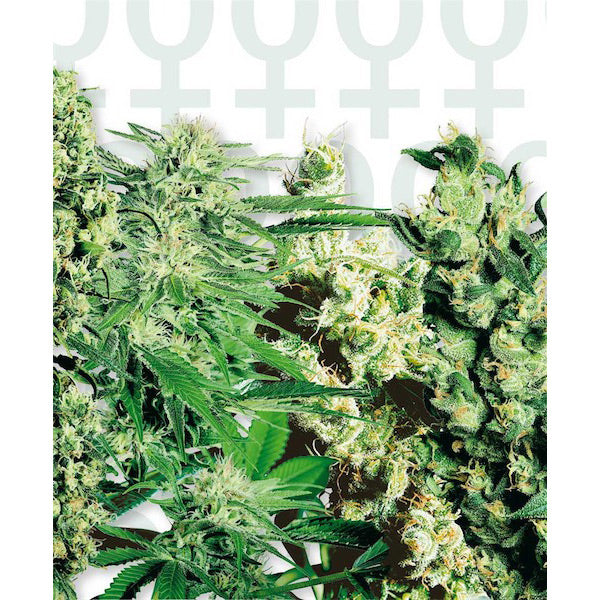 Feminized Mix 5 u. fem. Sensi Seeds