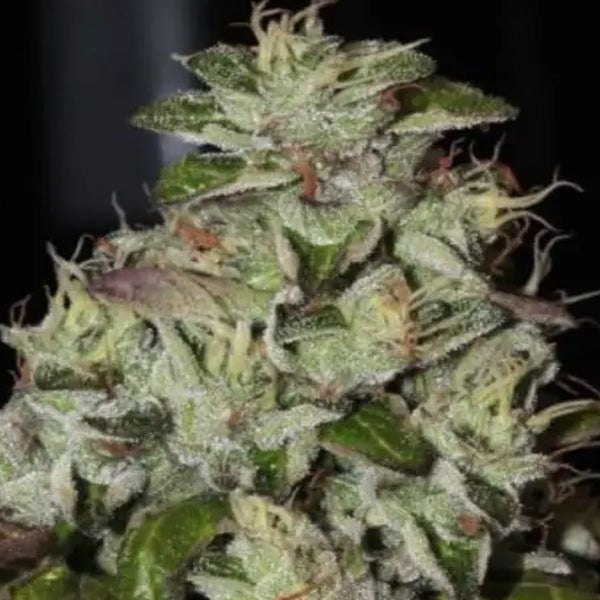 Fire Afghan Cookies 3 u. fem Mamiko Seeds