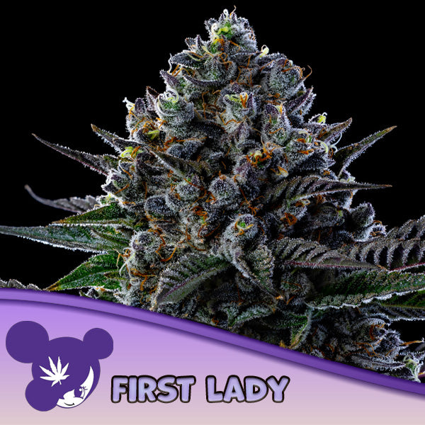 First Lady 3 un. fem. Anesia