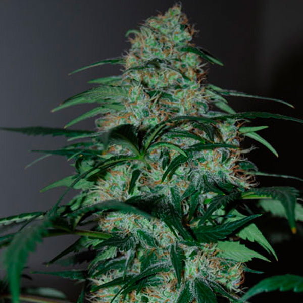 Five-o 5 u. fem. Black Skull Seeds