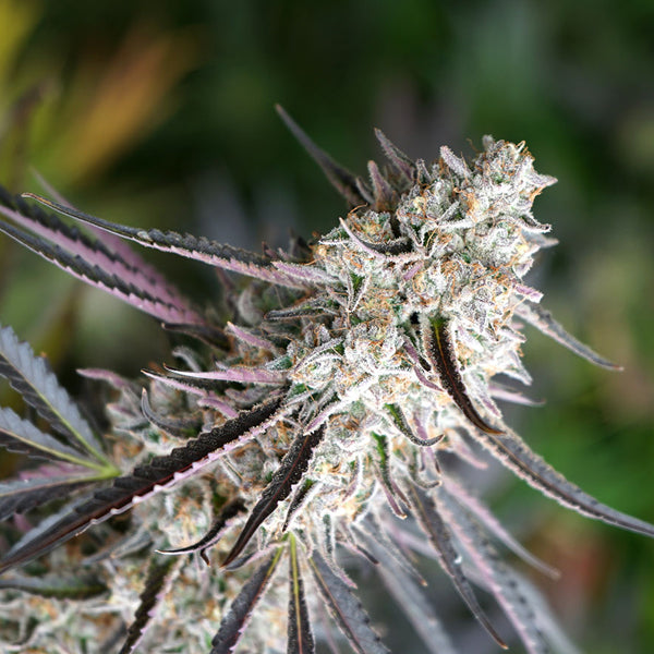 Florida Gaspack 3 pz Humboldt Seed Organization