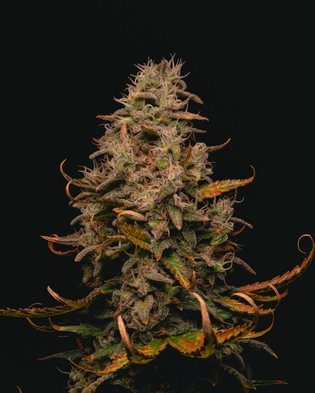 Forbidden Fruit Cake 1 ud. fem Pure Instinto