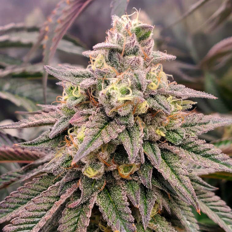 Forbidden Fruit Fast Flowering 5 ud Humboldt Seed Organization