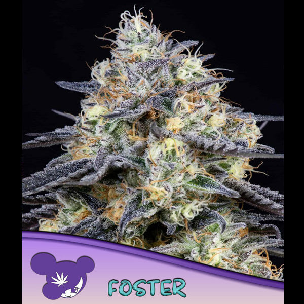 Foster 5 u. fem Anesia