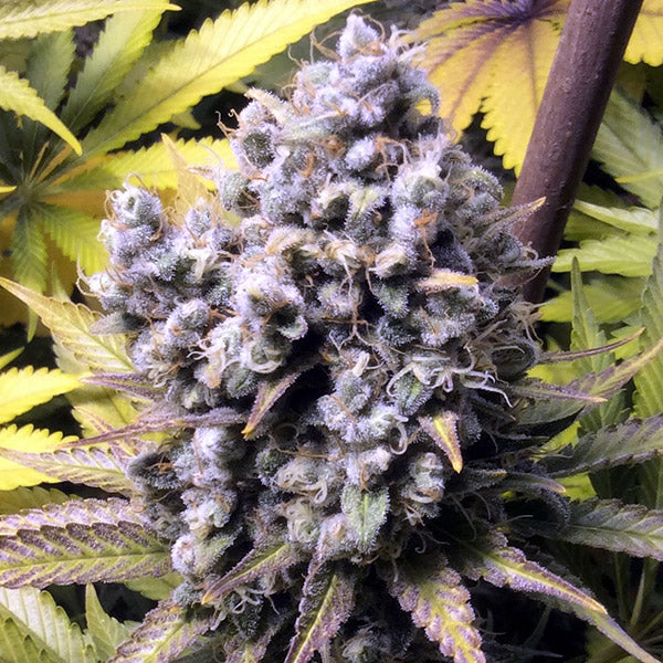 FrenCheese 5 pz. fem French Touch Seeds