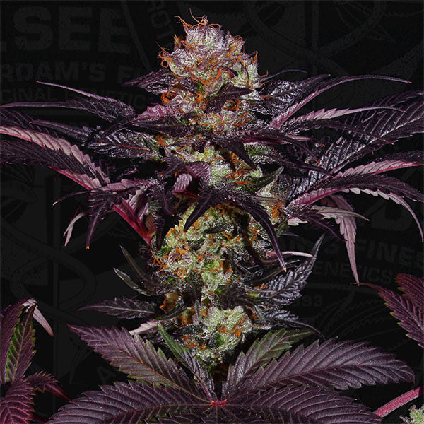 French Macaron 2 pz. fem. T.H. Seeds