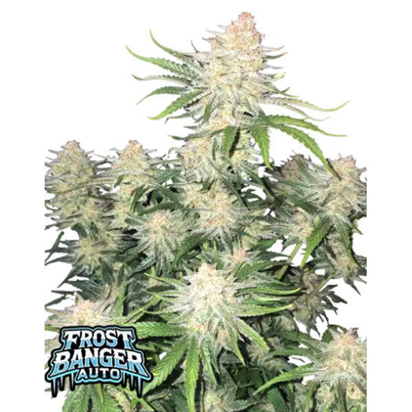 Frost Banger Auto 10 u. fem. FastBuds Seeds