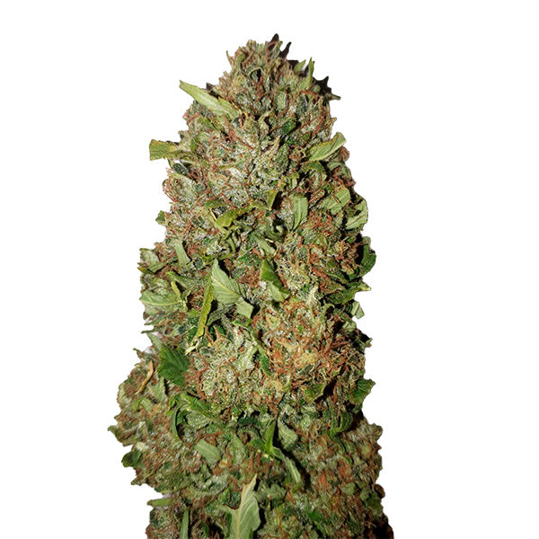 Fruit Cake (0,3/18) 3 u. fem. CBD+ Buds