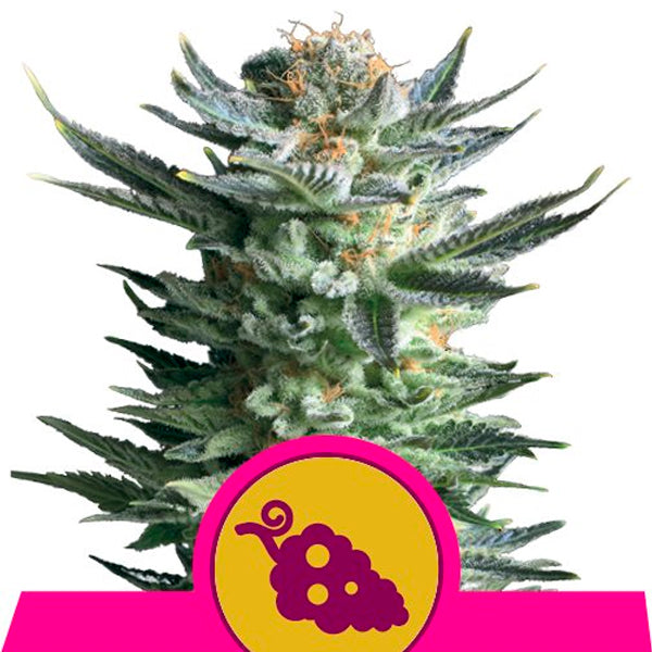 Fruit Spirit 5 u. fem. Royal Queen