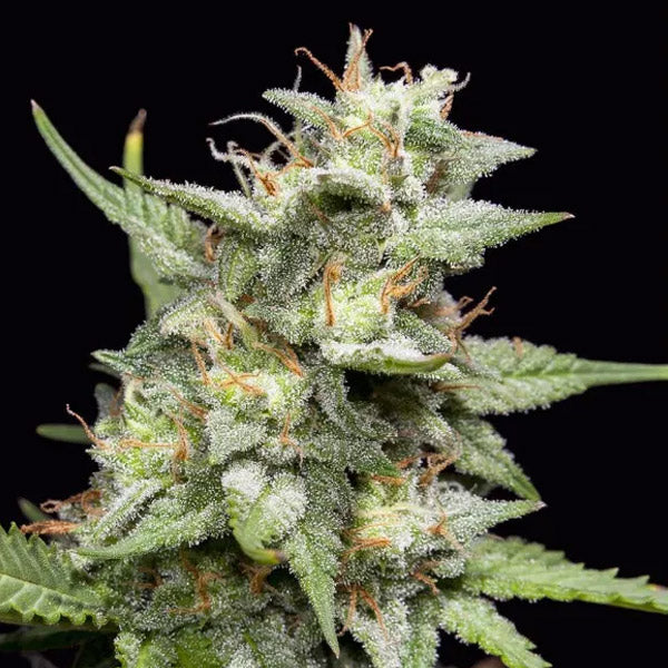 Fruity Forest Triploid 5 u. fem Semi Triploidi