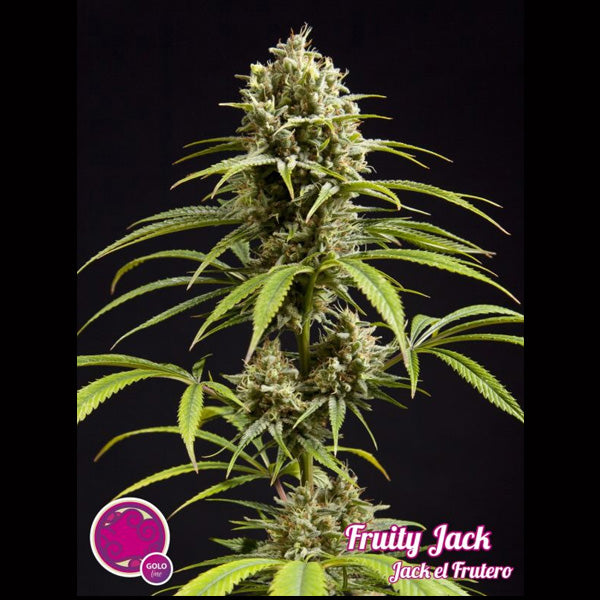 Fruity Jack 5 u fem Philosopher