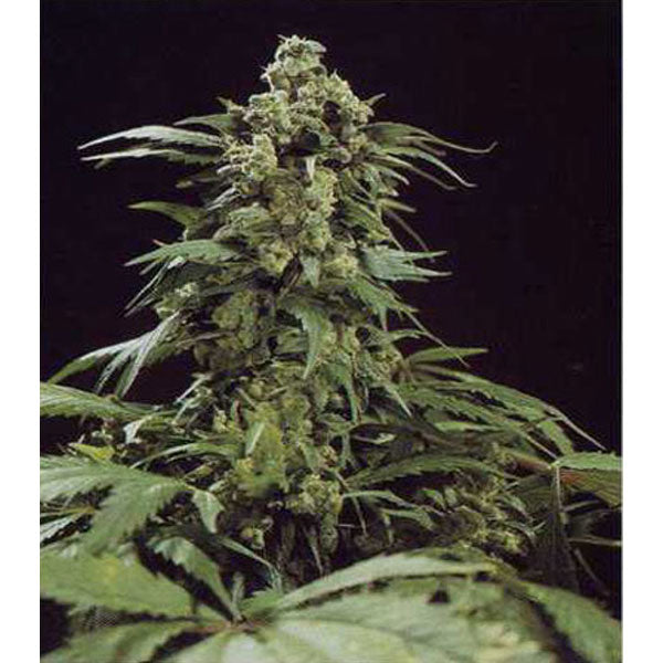 G13 x Widow 15 pz. reg. Mr. Nice