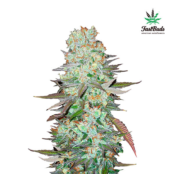 G14 Auto 3 pc. fem. FastBuds Seeds