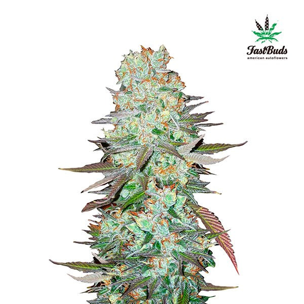 G14 Auto 5 u. fem. FastBuds Seeds