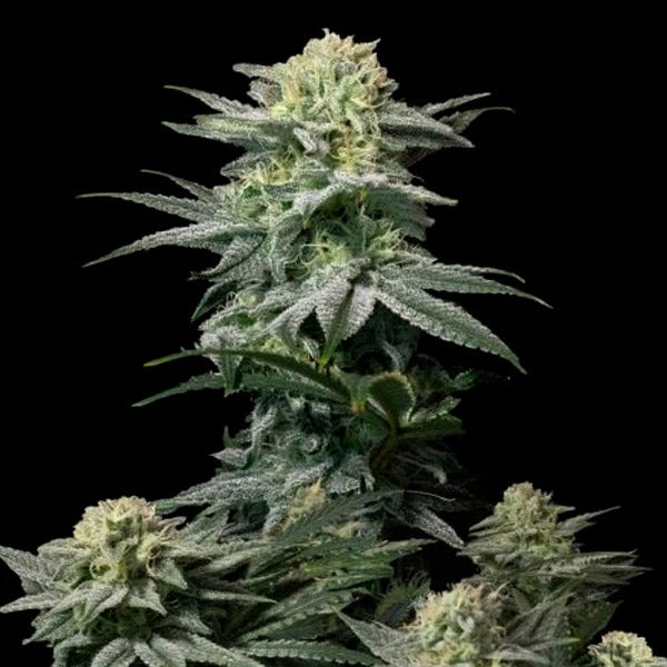 GG4 Sherbet Fast Flowering 3 u. fem. FastBuds Seeds