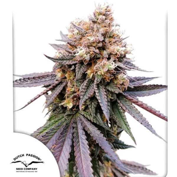 GMO Fast 1 pz. fem. Dutch Passion