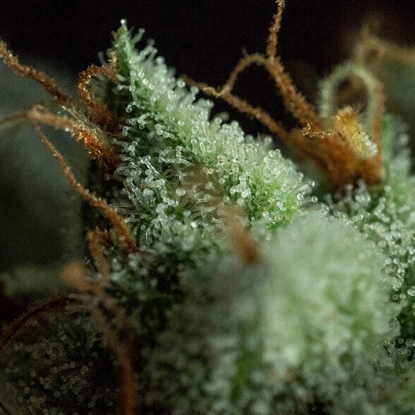 G.O.S 5 pz. femminizzati R-Kiem Seeds