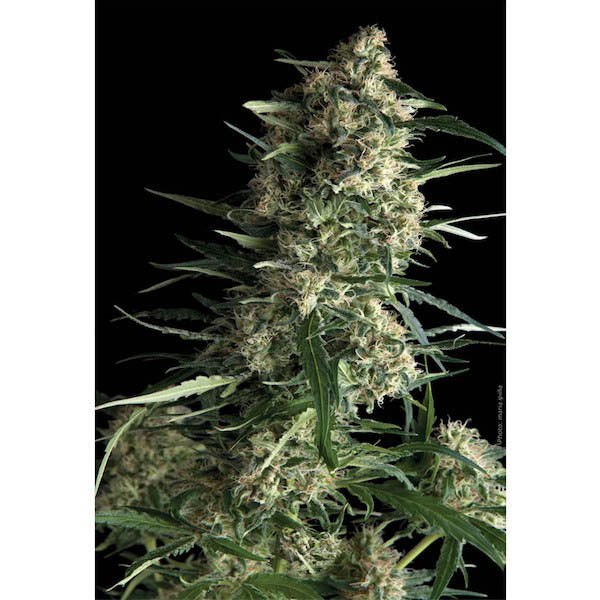 Galaxy 1 u. blister x 12 u. fem. Pyramid Seeds