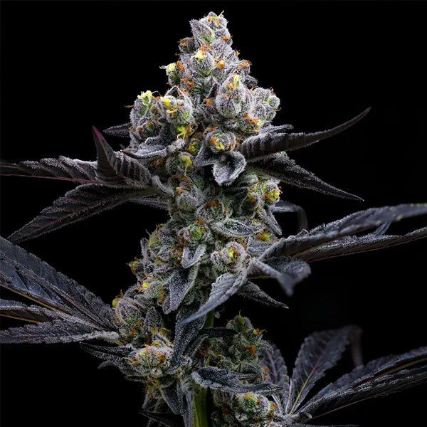 Garlic Cookies 3 u. fem. Barney's