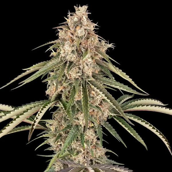 Garlic Gas 5 u. fem. Sensi Seeds
