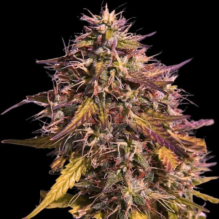 Gas Face 3 u. fem Empire Seeds