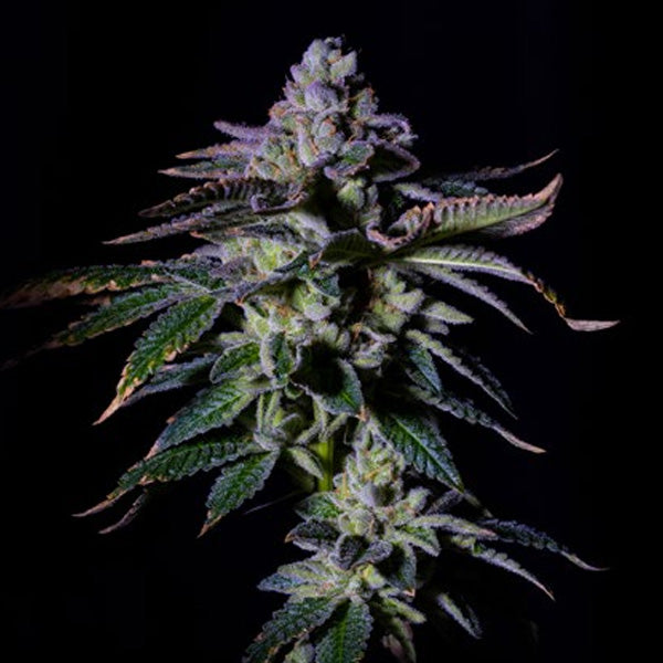 Gas Mint 5 u. fem One Shot Edition Gratefull Seeds