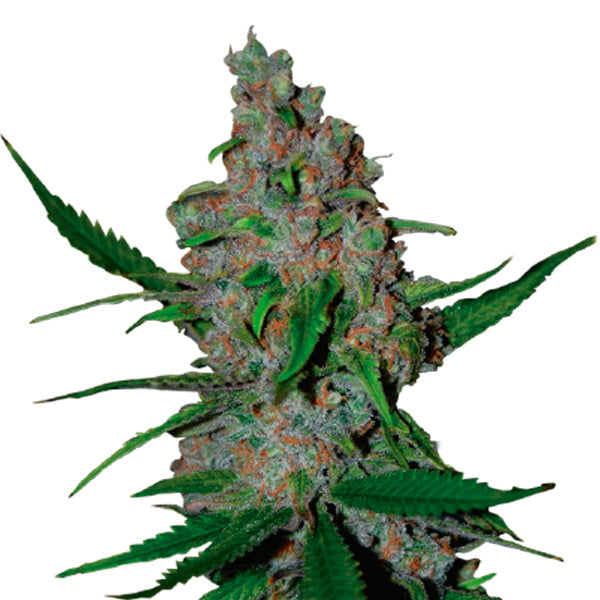 Gelato 41 Fast fem. 5 pz. Seedstockers