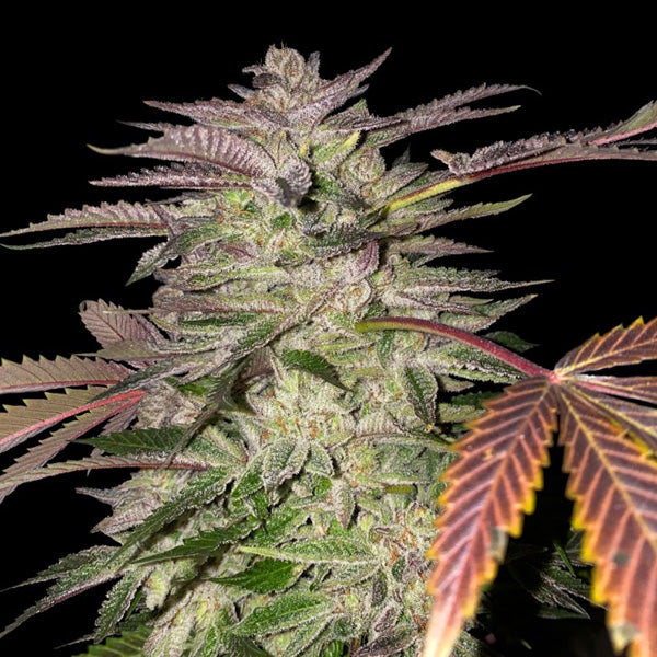Gelato Cake 5 u. fem. T.H. Seeds
